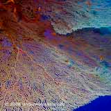 Seafan